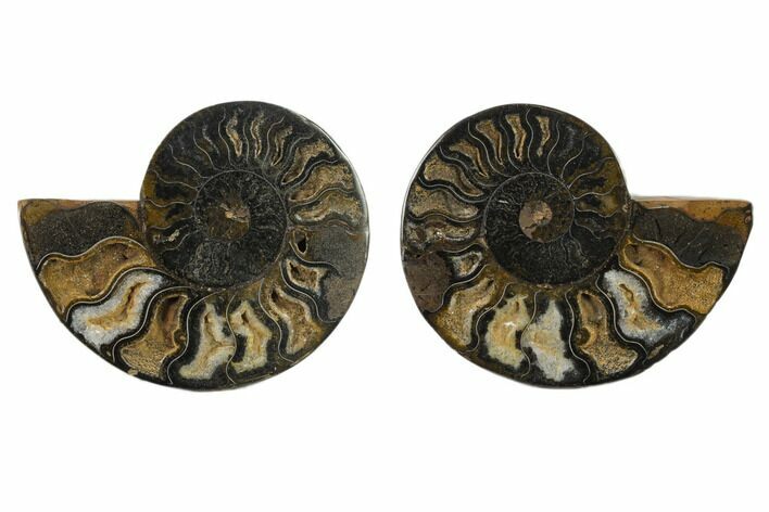 Cut/Polished Ammonite Fossil - Unusual Black Color #132556
